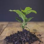 Church of the Good Shepherd Lynchburg